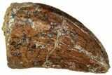 Serrated, Carcharodontosaurus Tooth - Real Dinosaur Tooth #322058-1